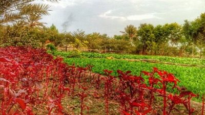 سهلة الجنوبية وجهة سياحية نابضة بالحياة في البحرين