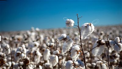الحكومة السورية تسمح باستيراد القطن.. صناعيون يؤكّدون: لن يسهم في انخفاض أسعار الألبسة