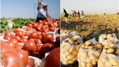 توقعات بانخفاض أسعار البطاطا.. والبندورة على موعد مع الارتفاع مجدداً مع أول موجة برد