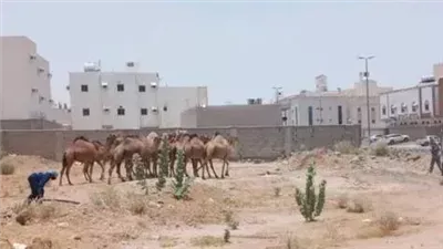 بلدية الشرائع الفرعية خدمات وتنمية في مكة المكرمة
