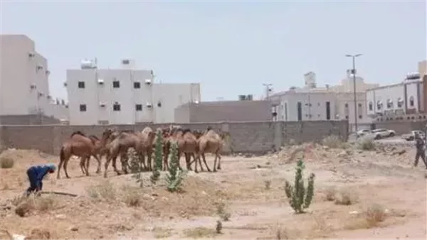 موقع أيام نيوز