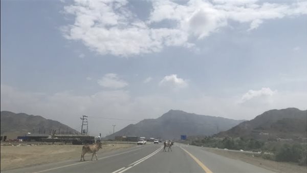 موقع أيام نيوز