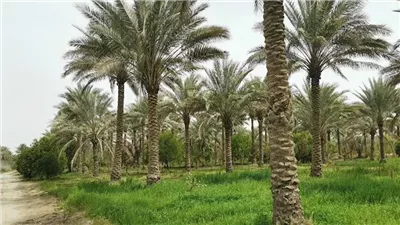 الطارمية أرض التاريخ والحضارة