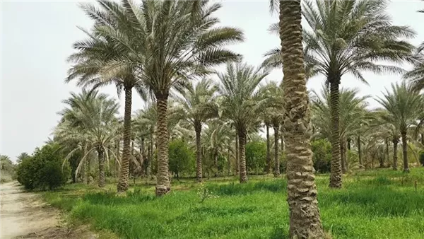 موقع أيام نيوز