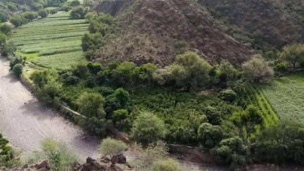 موقع أيام نيوز