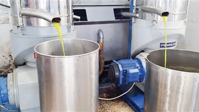 غالون زيت الزيتون يتجاوز المليون ليرة .. فلاحون : بسبب ارتفاع مستلزمات الإنتاج والنقل