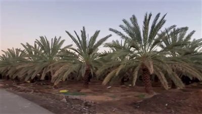 قرية ضعا قرية سعودية تاريخية