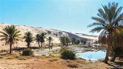 الزعفرانة واحة تاريخية في الحناكية