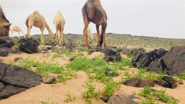 موقع أيام نيوز