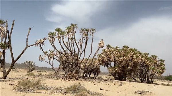 موقع أيام نيوز