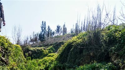 كل ما تريد معرفتة عن قرية الروضة