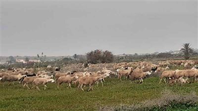 اضرار الرعي الجائر