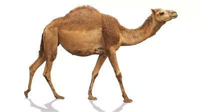 الحيوان الذي خلق من الشيطان ويجوز اكله ويحرم الصلاة امامه 