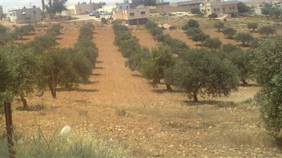 قرية النهضة في المفرق
