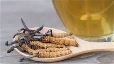 فوائد فطر الكورديسبس
