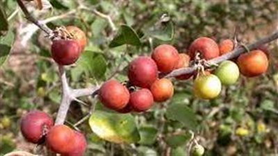 ثمرة السدر
