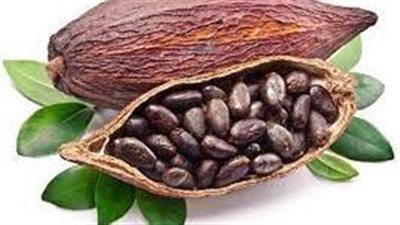 ثمرة الكاكاو