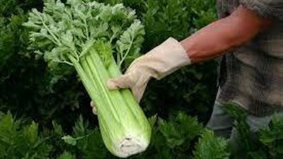 فوائد الكرفس