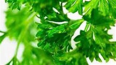 فوائد البقدونس للأملاح