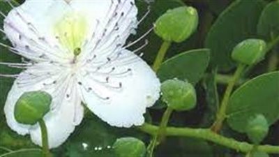 فوائد عشبة الكبار
