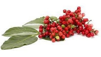 فوائد عشبة الضرو