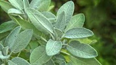 عشبة المرمرية