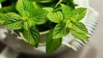 أعشاب مهدئة للسعال
