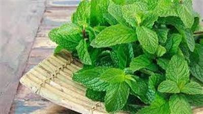 أعشاب مهدئة للمعدة