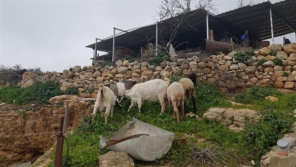 موقع أيام نيوز