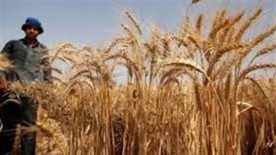 خطوات الحصاد اليدوي للقمح