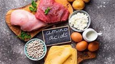 أين يتم هضم البروتينات