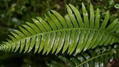 خصائص النباتات