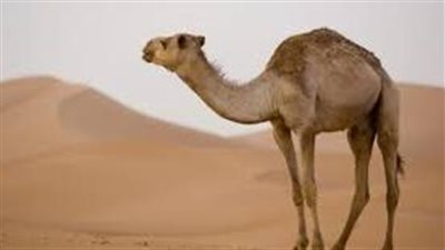 فوائد كبد الجمل