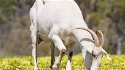 فوائد حليب الماعز للبشرة