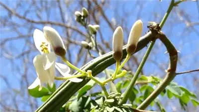 فوائد عشبة المورينجا