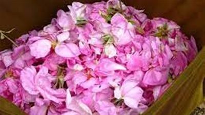 هل هناك فوائد للورد الطبيعي