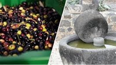 طريقة استخراج زيت الزيتون