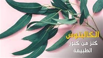 ما هي فوائد فوائد الكالبتوس