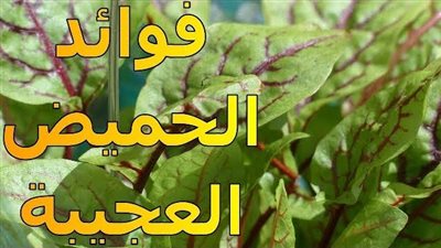 ما هي فوائد أوراق الحميض ؟