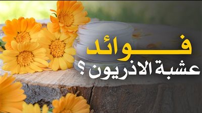 ما هي فوائد عشبة الأذريون القطيفة ؟