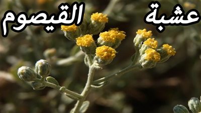 ما هي فوائد عشبة القيصوم ؟