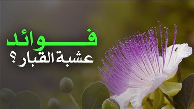 ما هي فوائد عشبة القبار ؟
