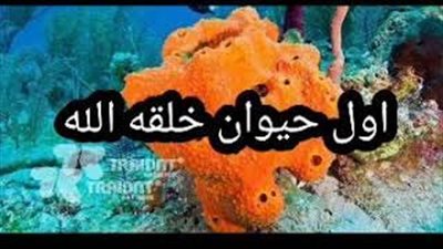 ما أول حيوان خلقه الله