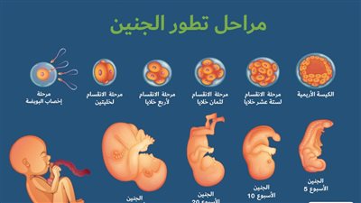 تعرف على مراحل رشد جنين الانسان
