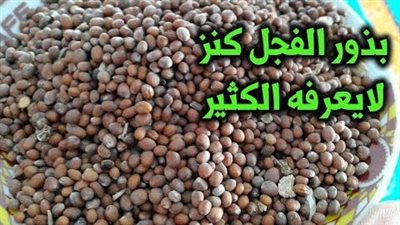 ما هي فوائد بذور الفجل ؟