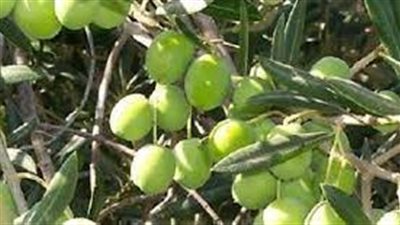 فوائد شجرة الزيتون