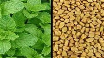 الحلبة والنعنع 
