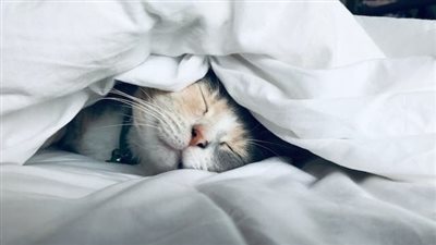 نظام تغذية القطط الصغيرة