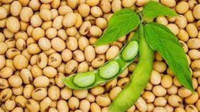 الفول الصويا: خطړ على الخصوبة 