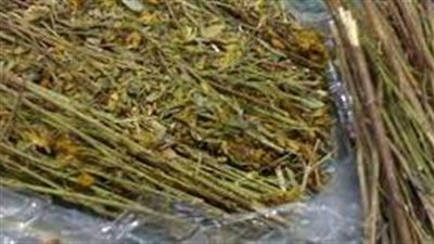 أضرار عشبة المدينة